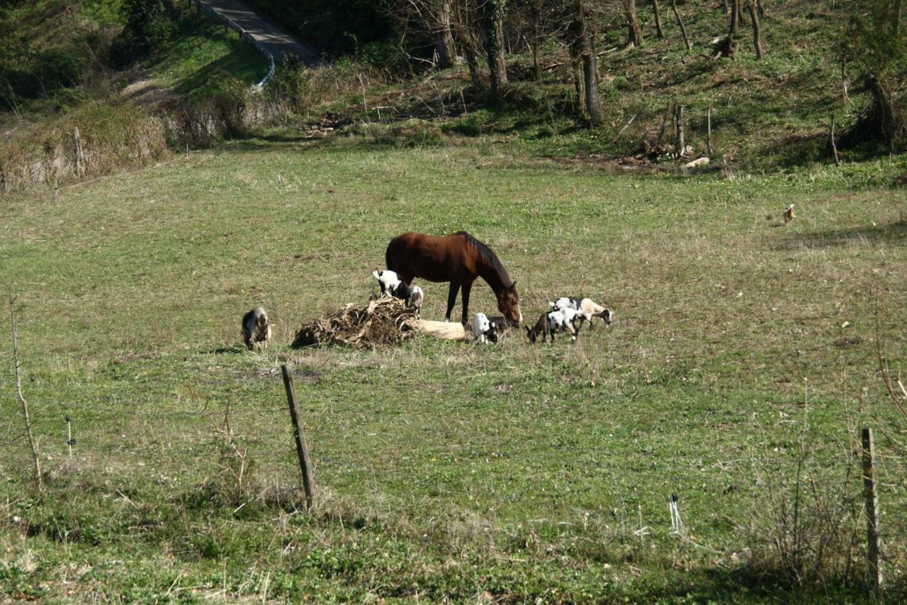 אימולה Agriturismo "La Fondazza" מראה חיצוני תמונה